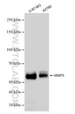MMP3 Antibody in Western Blot (WB)