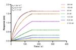 ADAMDEC1 Antibody in Surface plasmon resonance (SPR)