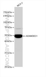ADAMDEC1 Antibody in Western Blot (WB)
