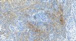 RILP Antibody in Immunohistochemistry (Paraffin) (IHC (P))