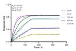 RILP Antibody in Surface plasmon resonance (SPR)