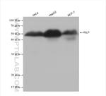 RILP Antibody in Western Blot (WB)