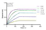 FOXO1 Antibody in Surface plasmon resonance (SPR)