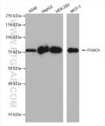 FOXO1 Antibody in Western Blot (WB)