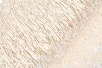 UNC13A Antibody in Immunohistochemistry (Paraffin) (IHC (P))