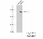 UNC13A Antibody in Immunoprecipitation (IP)