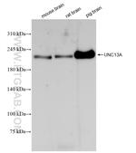 UNC13A Antibody in Western Blot (WB)