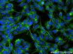 UNC13A Antibody in Immunocytochemistry (ICC/IF)