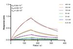 PCSK9 Antibody in Surface plasmon resonance (SPR)