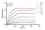 MTAP Antibody in Surface plasmon resonance (SPR)