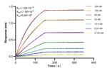 LAMA2 Antibody in Surface plasmon resonance (SPR)
