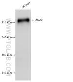 LAMA2 Antibody in Western Blot (WB)