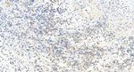 golgin 97 Antibody in Immunohistochemistry (Paraffin) (IHC (P))