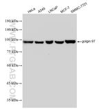 golgin 97 Antibody in Western Blot (WB)