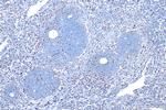 CD68 Antibody in Immunohistochemistry (Paraffin) (IHC (P))
