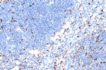 CD68 Antibody in Immunohistochemistry (Paraffin) (IHC (P))