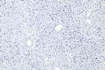 CD68 Antibody in Immunohistochemistry (Paraffin) (IHC (P))