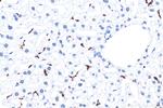 CD68 Antibody in Immunohistochemistry (Paraffin) (IHC (P))