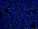 CD68 Antibody in Immunohistochemistry (PFA fixed) (IHC (PFA))