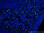 CD68 Antibody in Immunohistochemistry (PFA fixed) (IHC (PFA))