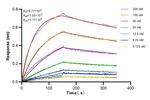 CD68 Antibody in Surface plasmon resonance (SPR)