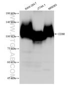 CD68 Antibody in Western Blot (WB)