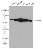 CTAGE5 Antibody in Western Blot (WB)
