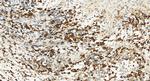 FDFT1 Antibody in Immunohistochemistry (Paraffin) (IHC (P))