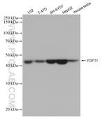 FDFT1 Antibody in Western Blot (WB)