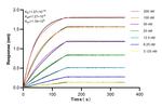 FDFT1 Antibody in Surface plasmon resonance (SPR)