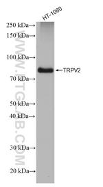 TRPV2 Antibody in Western Blot (WB)