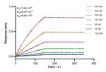 PTPN18 Antibody in Surface plasmon resonance (SPR)
