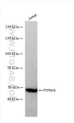 PTPN18 Antibody in Western Blot (WB)