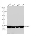 PTPN18 Antibody in Western Blot (WB)