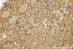 SCN4B Antibody in Immunohistochemistry (Paraffin) (IHC (P))