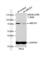 ABCD1 Antibody in Western Blot (WB)