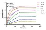 SALL4 Antibody in Surface plasmon resonance (SPR)