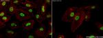 Acetyl-Histone H2A (Lys9) Antibody in Immunocytochemistry (ICC/IF)