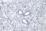 Acetyl-Histone H2A (Lys9) Antibody in Immunohistochemistry (Paraffin) (IHC (P))