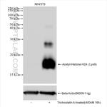 Acetyl-Histone H2A (Lys9) Antibody in Western Blot (WB)
