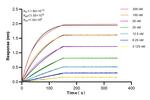 MTA3 Antibody in Surface plasmon resonance (SPR)