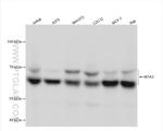 MTA3 Antibody in Western Blot (WB)