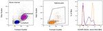 CD45R (B220) Antibody