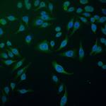 KIAA0776 Antibody in Immunocytochemistry (ICC/IF)