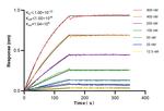 KIAA0776 Antibody in Surface plasmon resonance (SPR)