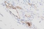 VEGF Receptor 2 Antibody in Immunohistochemistry (Paraffin) (IHC (P))