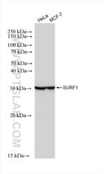 SURF1 Antibody in Western Blot (WB)