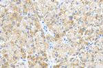 SURF1 Antibody in Immunohistochemistry (Paraffin) (IHC (P))