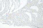 SURF1 Antibody in Immunohistochemistry (Paraffin) (IHC (P))