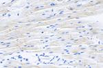 SURF1 Antibody in Immunohistochemistry (Paraffin) (IHC (P))